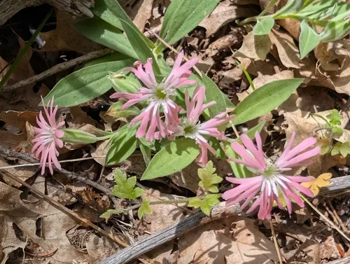 Hooker's Silene — photo by DJ