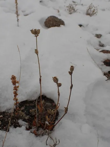 Arctic Catchfly