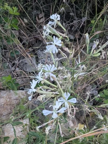 Italian Catchfly — photo by Ken Finger