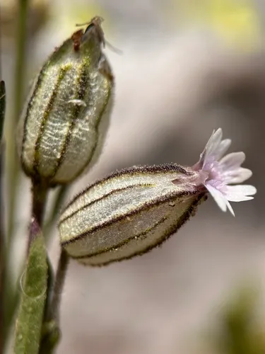 King's Campion — photo by odinbriem0