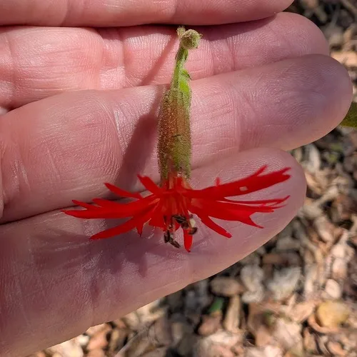 Cardinal Catchfly
