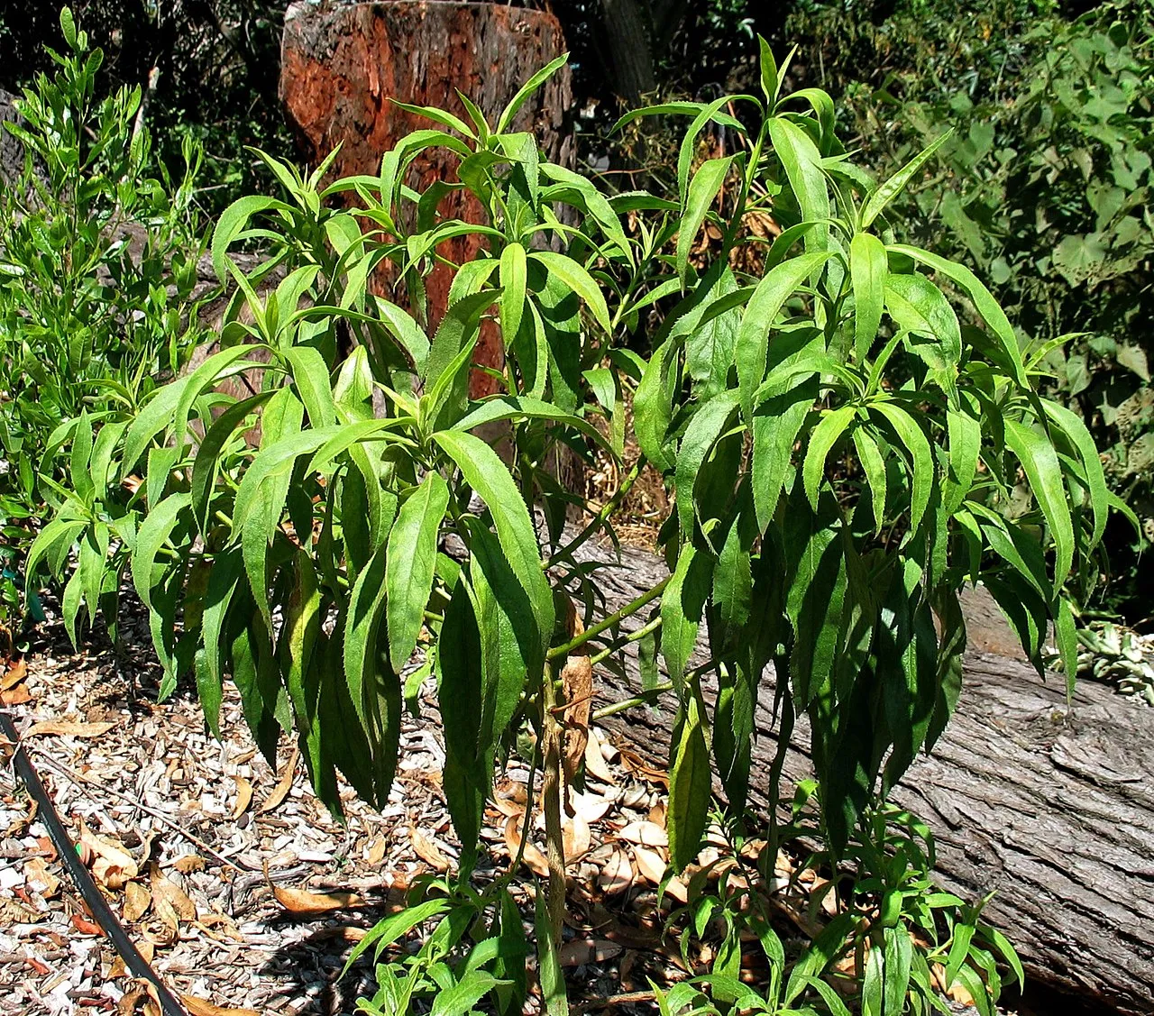 Kauai Catchfly — photo by David Eickhoff from Pearl City, Hawaii, USA