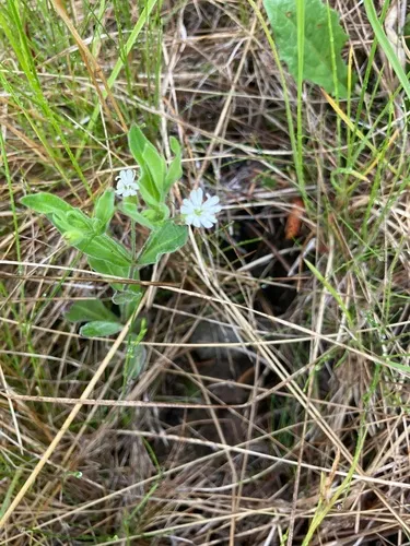 Menzies' Campion — photo by christianwenger
