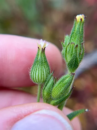 Manynerve Catchfly — photo by Kristen Nelson