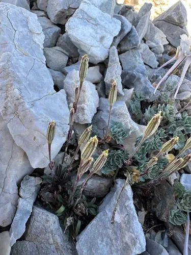 Nevada Catchfly — photo by Matt Berger