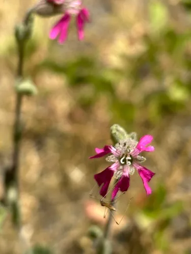Western Fringed Catchfly — photo by jakesullivvan