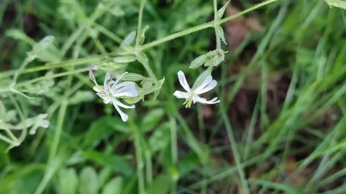 Eurasian Catchfly — photo by olga-sun