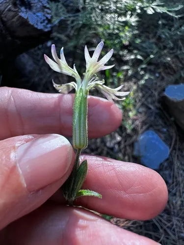 Western Catchfly — photo by Leah Gardner