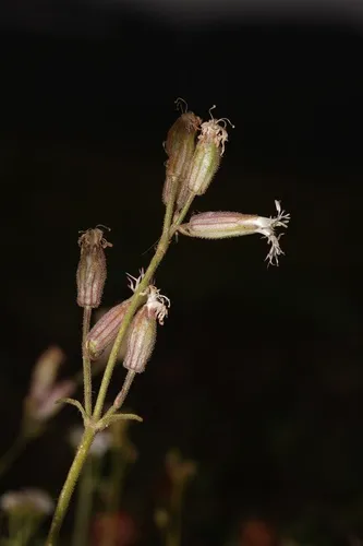 Oregon Silene — photo by Michael Stein