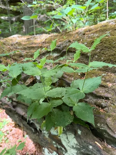 Blue Ridge Catchfly