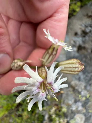 Parry's Silene — photo by Cody Hinchliff