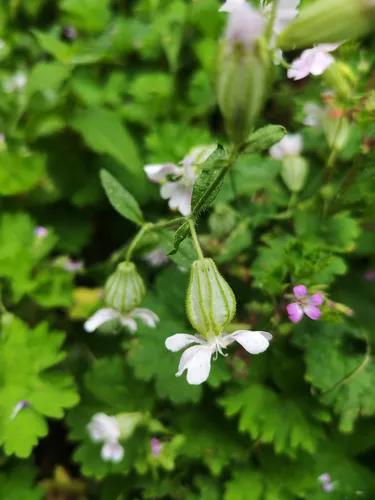 Nodding Catchfly — photo by Big Weeds