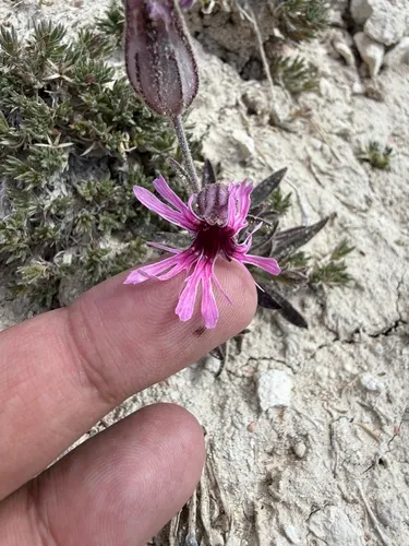 Plateau Catchfly — photo by Brandon Corder