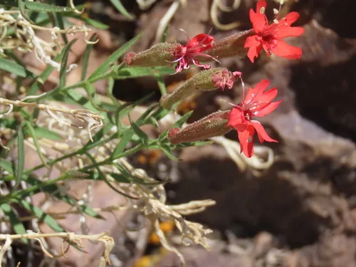 Plank's Catchfly — photo by Michael Shoop