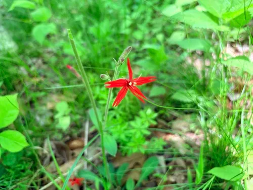 Royal Catchfly — photo by caitlinab