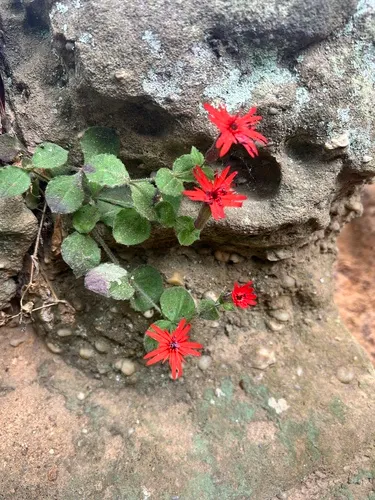 Roundleaf Catchfly — photo by jd717