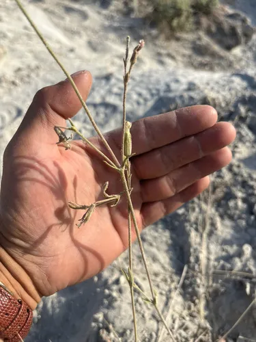 Blue Mountain Catchfly