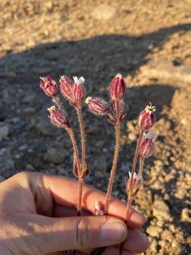 Sorensen's Catchfly — photo by lotuslotta