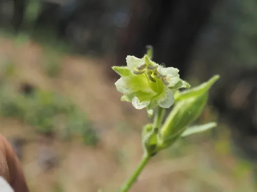 Spalding's Silene — photo by rwr