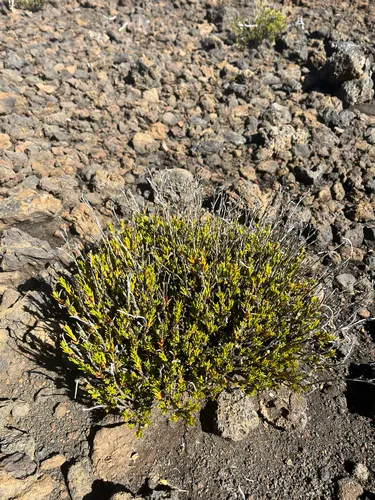 Alpine Catchfly