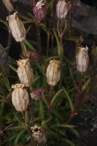Suksdorf's Silene — photo by Hayden Wright