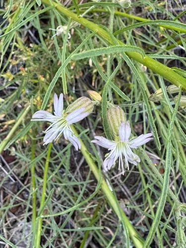 San Francisco Campion — photo by smfang