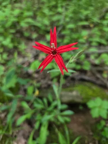 Fire Pink — photo by Katie