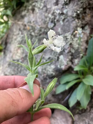 Wright's Catchfly — photo by Cecelia Alexander