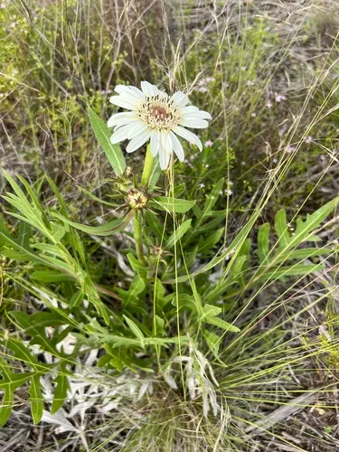 White Rosinweed — photo by Caleb Helsel