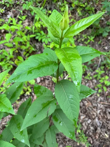 Starry Rosinweed — photo by Shelby Lyn Sanders