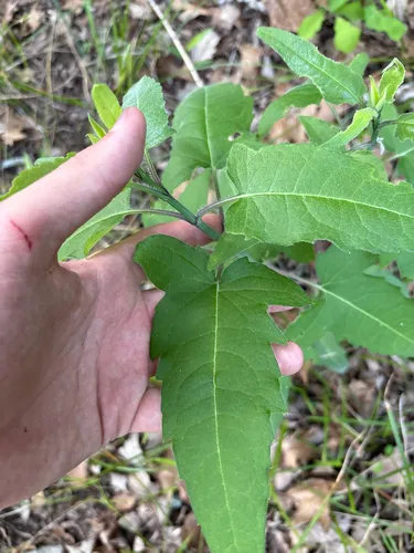 Cumberland Rosinweed