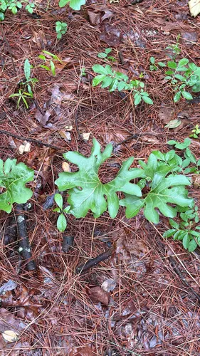 Kidneyleaf Rosinweed