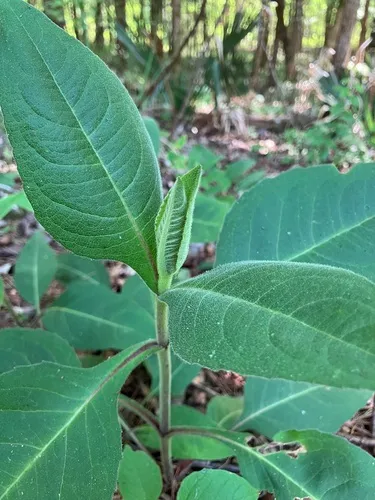 Sticky Rosinweed — photo by Haley Hamblen