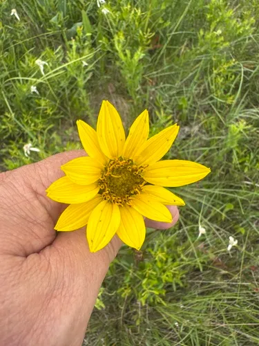 Slender Rosinweed — photo by Scott Buckel