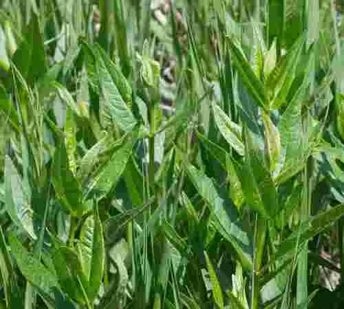Wholeleaf Rosinweed (var. laeve) — photo by exgromaster