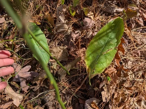 Mohr's Rosinweed