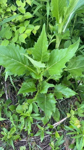 Cup Plant