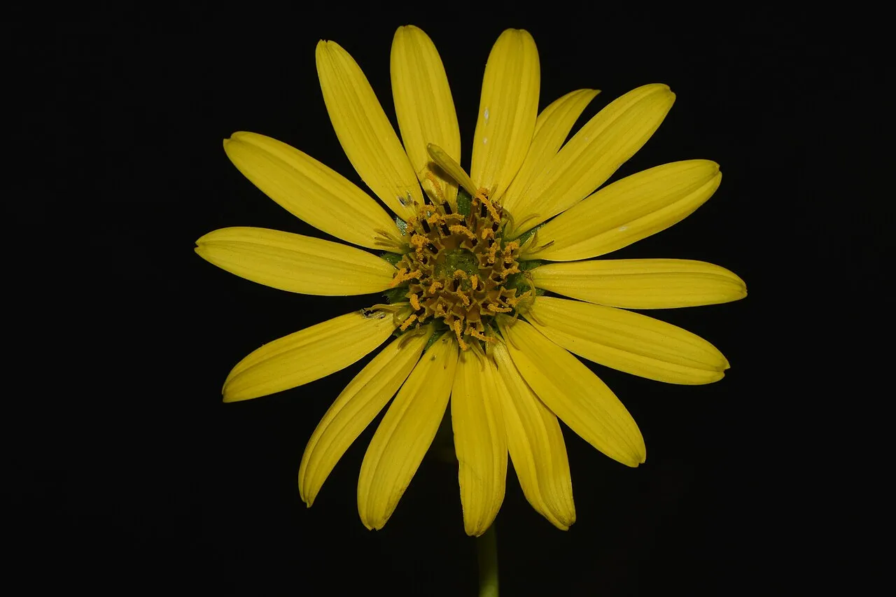 Old Cahaba Rosinweed — photo by (c) Brian Finzel, some rights reserved (CC BY-SA)