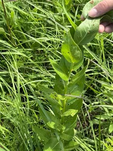 Roughstem Rosinweed — photo by Yalda
