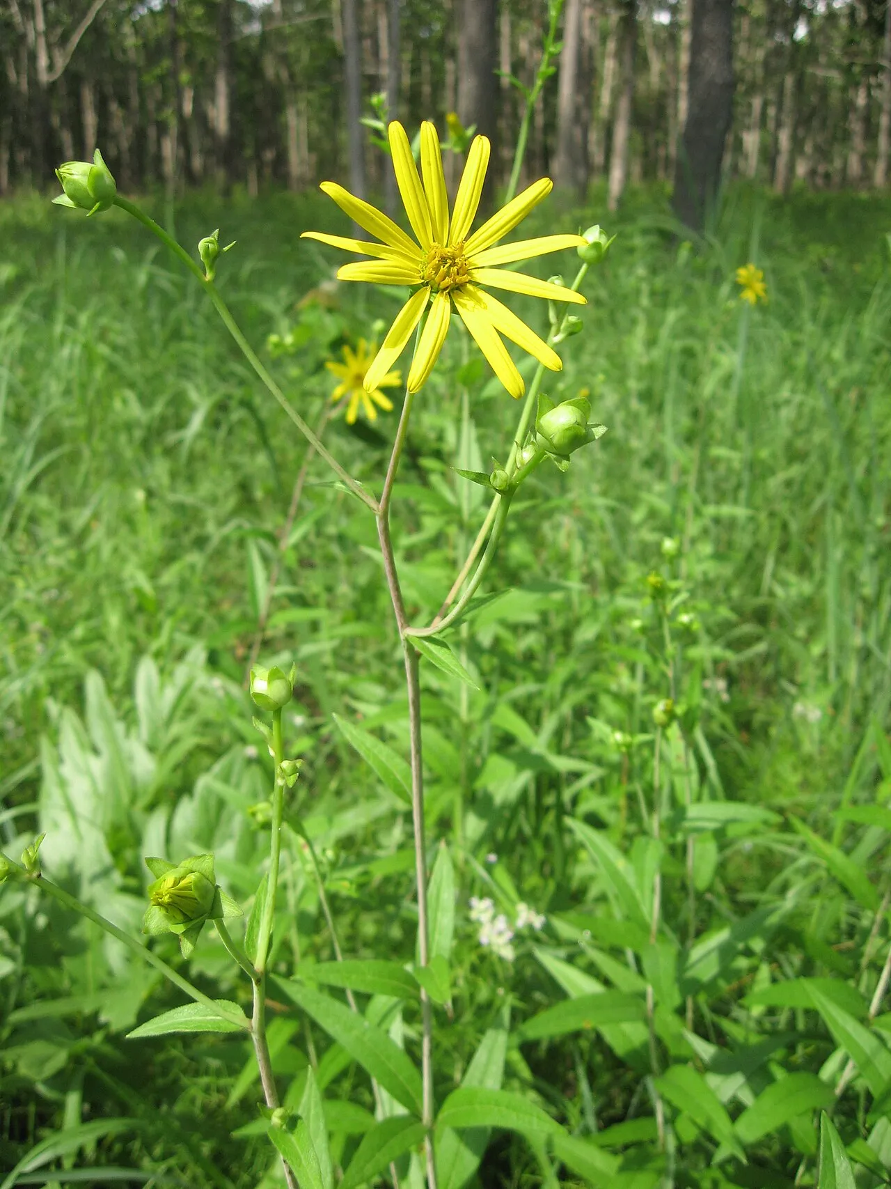 Whorled Rosinweed — photo by Mason Brock ( Masebrock )