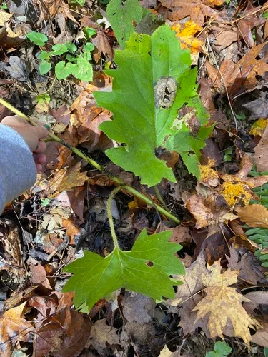 Appalachian Rosinweed