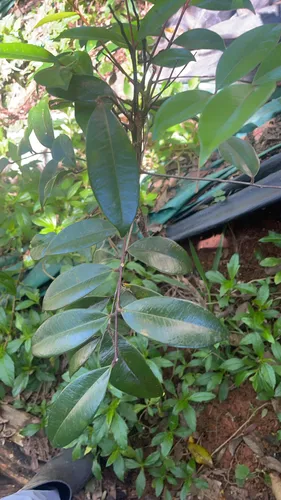 Aceitillo Falso — photo by mrwhitefx