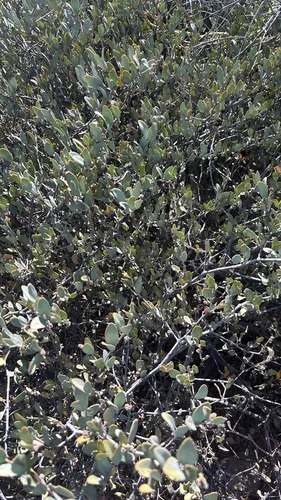 Jojoba — photo by lgrosart