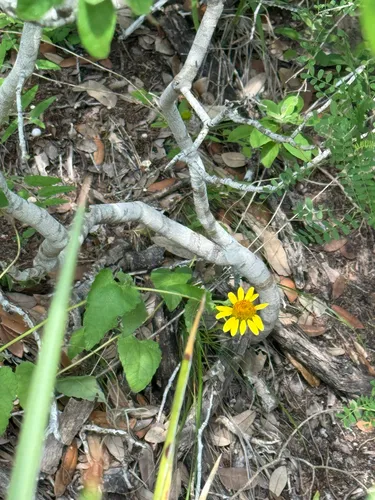 Awnless Bushsunflower — photo by Chet Burrier