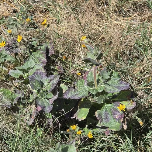 Annual Bushsunflower