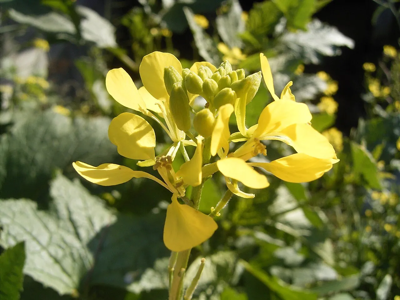Charlock Mustard