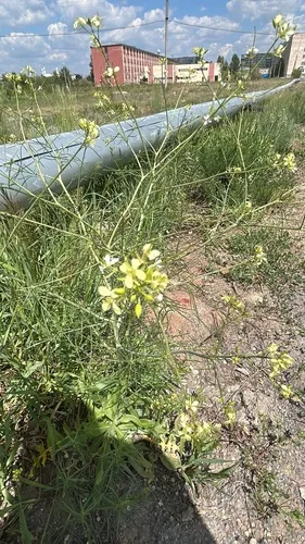 Tall Tumblemustard — photo by lidiamrnv