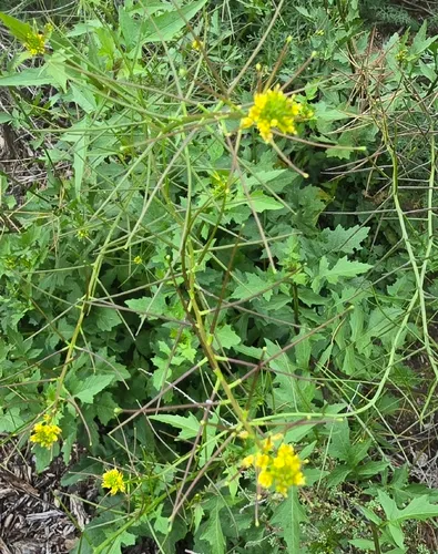 Mediterranean Rocket — photo by Ilze Keevy