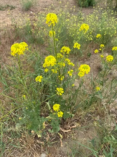 Small Tumbleweed Mustard — photo by mmmdenton