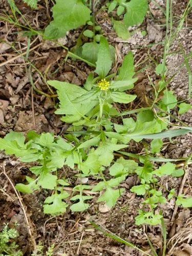 Hedgemustard
